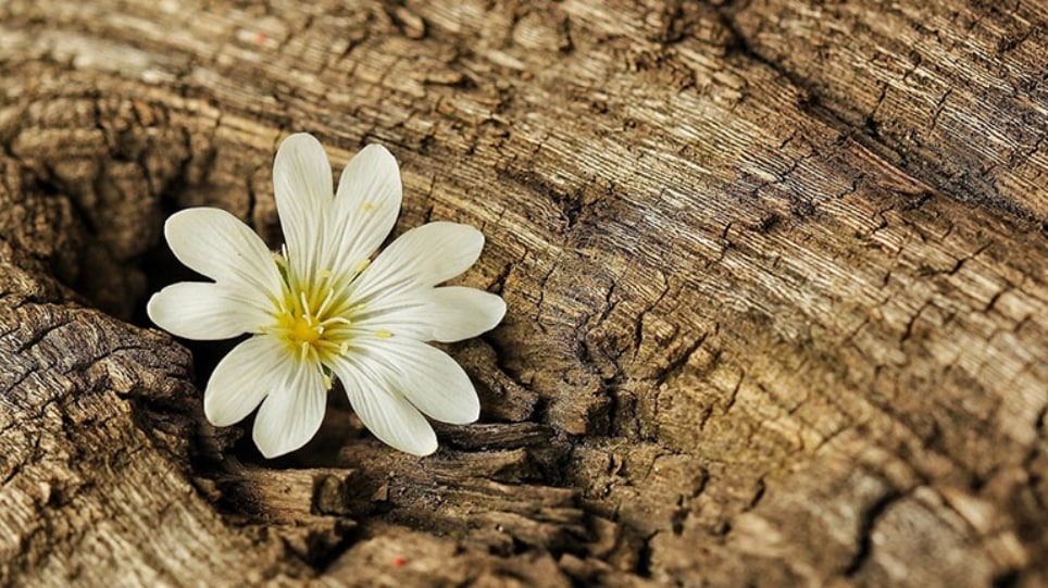 Woody Floral - Gỗ kết hợp hoa