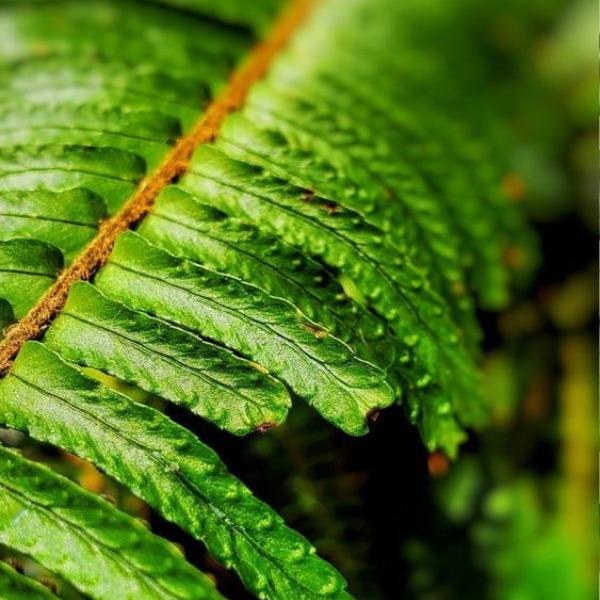 green11