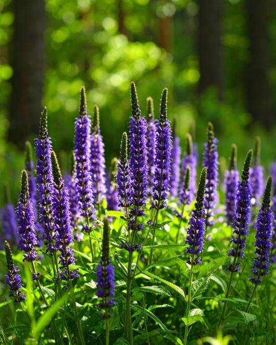 tông hương hoắc hương patchouli trong nước hoa