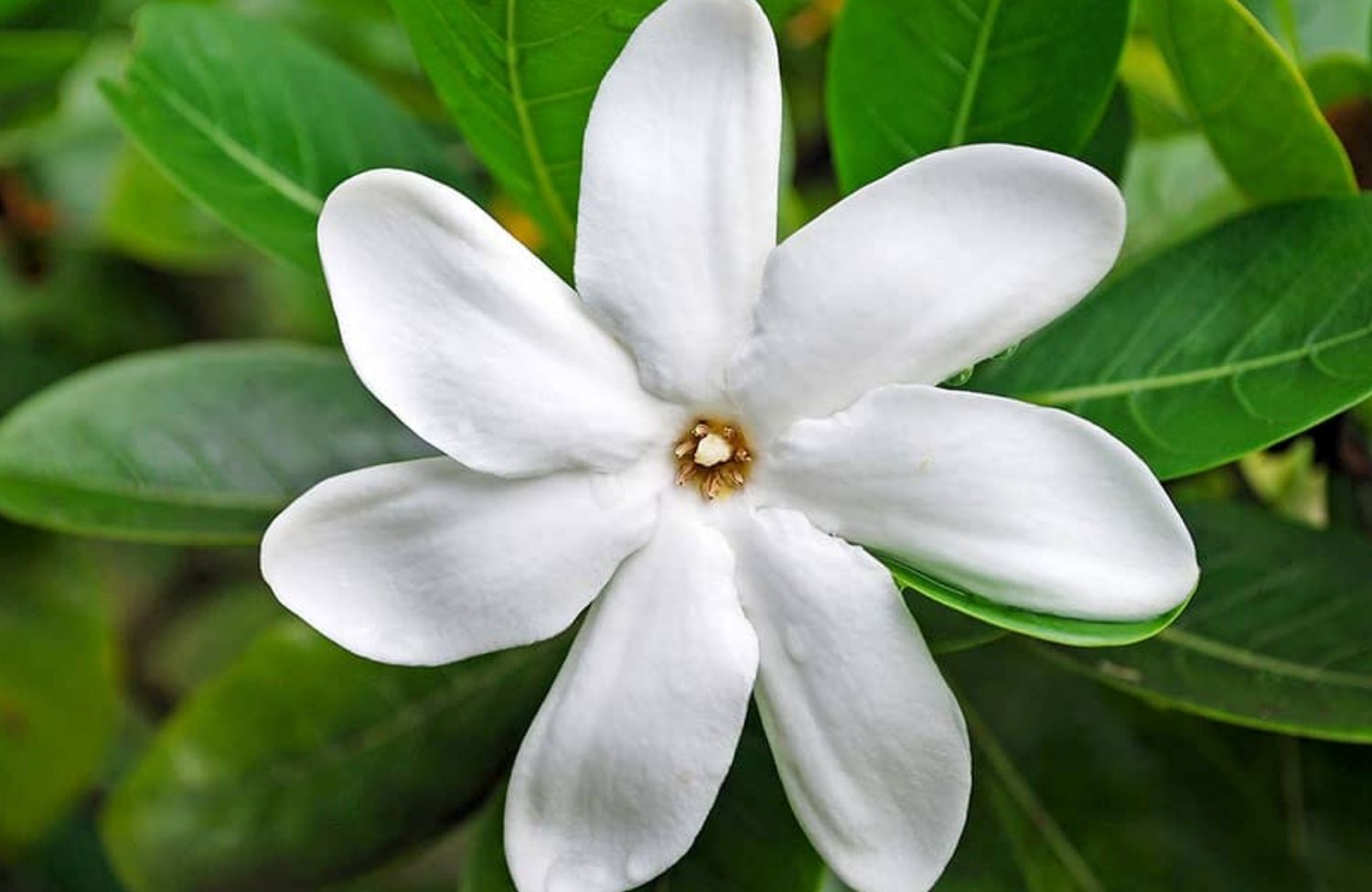 Sứ Tahiti là gì?