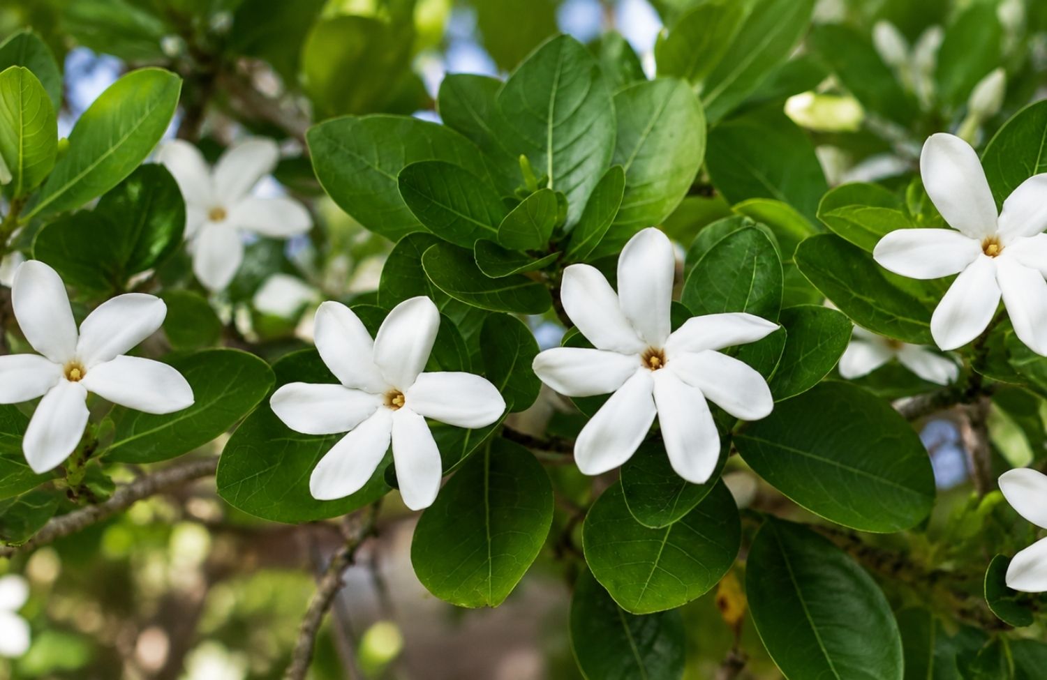 Sứ Tahiti có thực sự được chiết xuất để làm nước hoa?