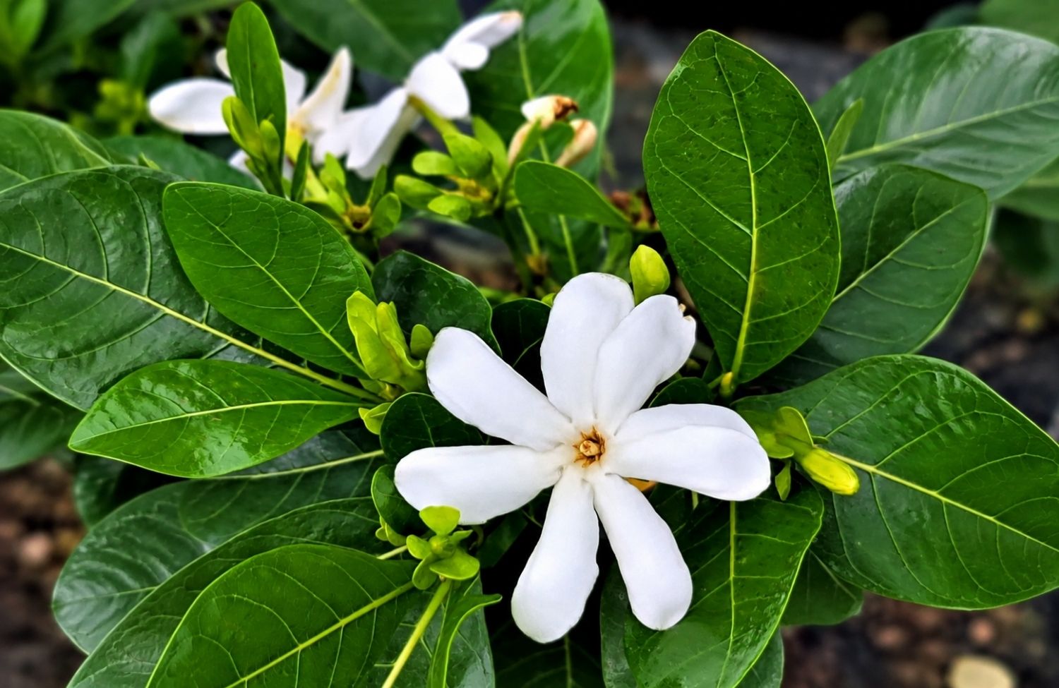 Vì sao Sứ Tahiti được yêu thích trong thế giới nước hoa?