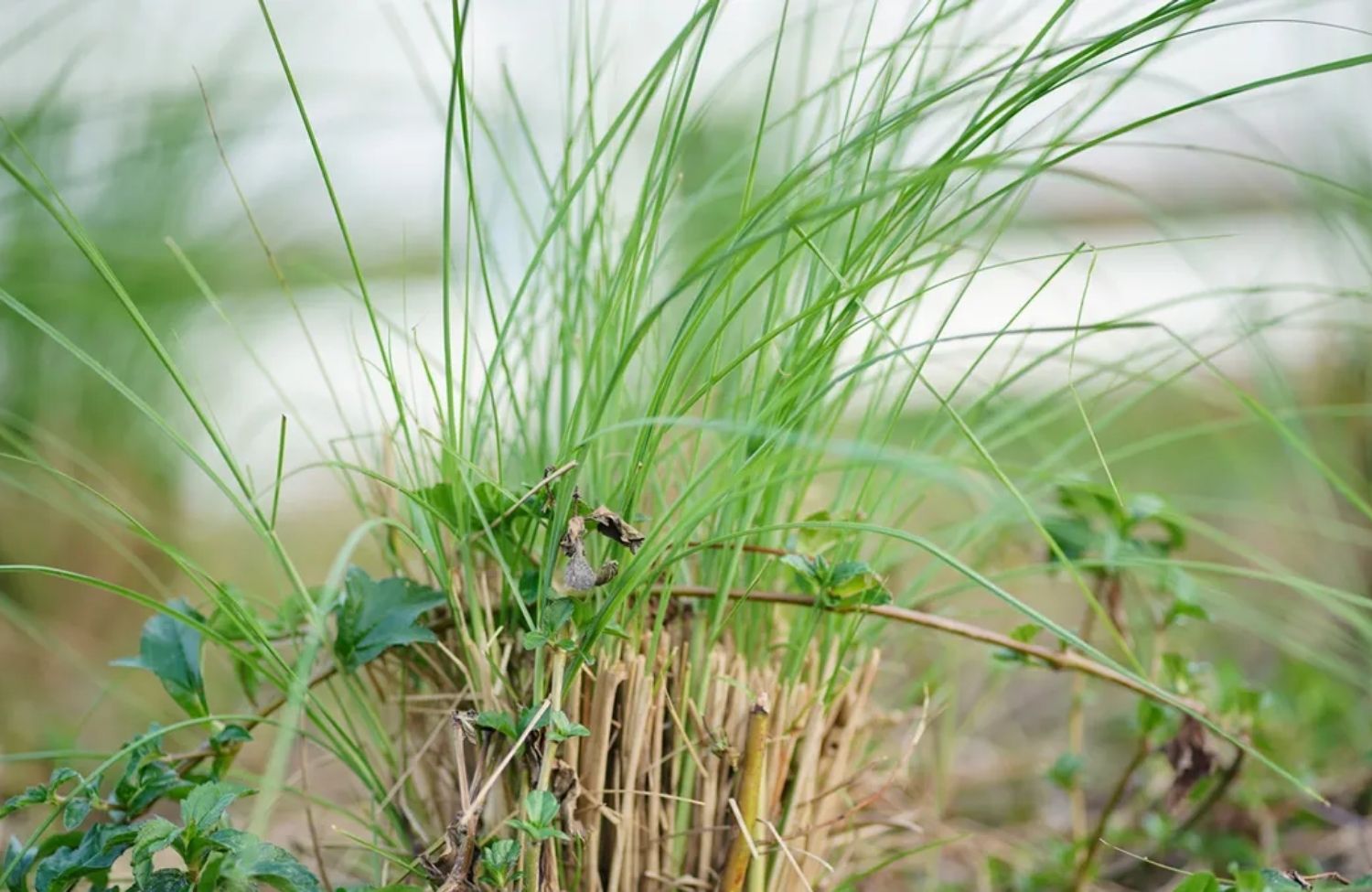 Cỏ Hương Bài có mùi hương như thế nào?