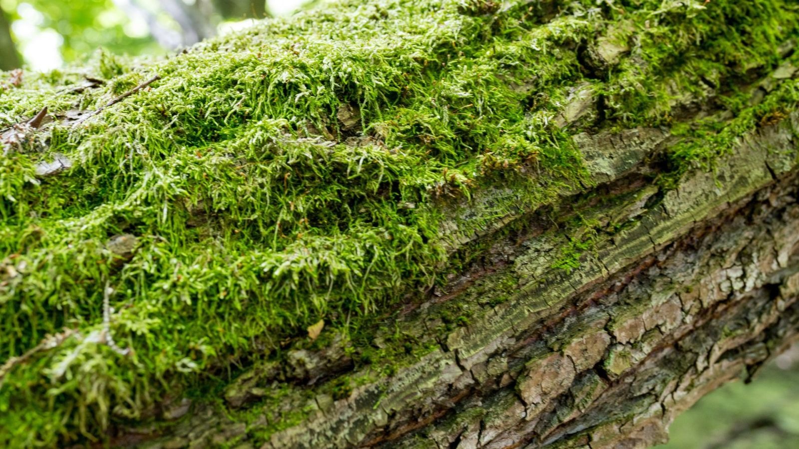 mossy