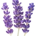 Oải hương dại