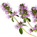 Cây Xô Thơm Clary Sage