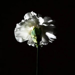 Nước Hoa Nữ BDK Parfums Pas Ce Soir